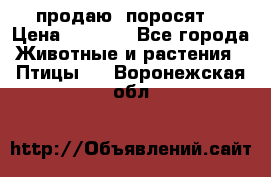 продаю  поросят  › Цена ­ 1 000 - Все города Животные и растения » Птицы   . Воронежская обл.